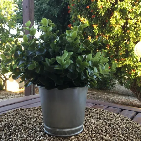 House - Image 빌라 피조우리